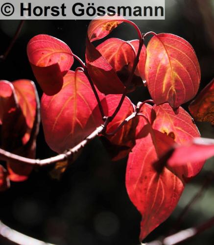 Herbst-22-1-c (1)