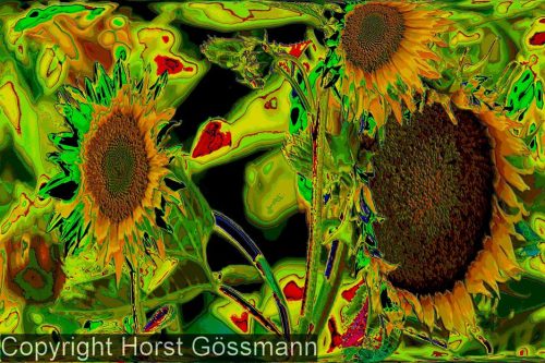 Sonnenblumen